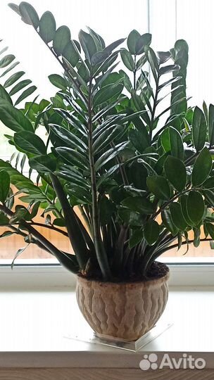 Долларовое дерево замиокулькас