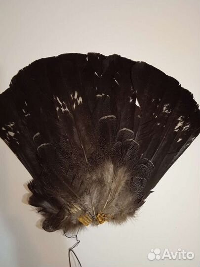 Большой хвост глухаря