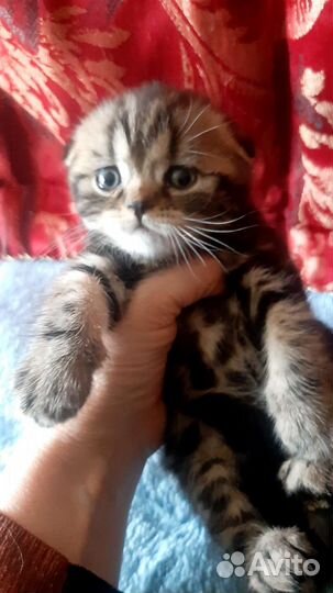 Шотландский вислоухий котик