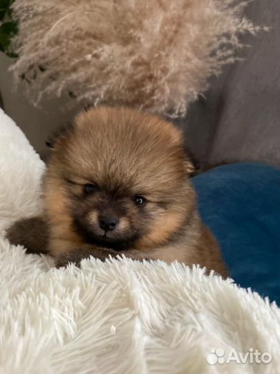 Щенки шпицы