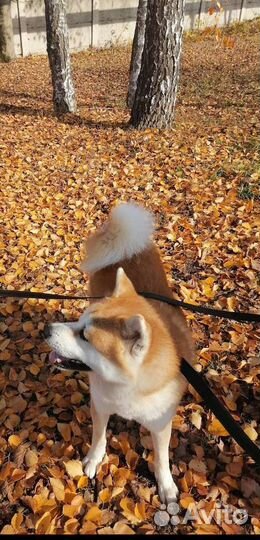 Акита приглашаем на вязку