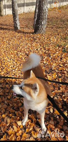 Акита приглашаем на вязку