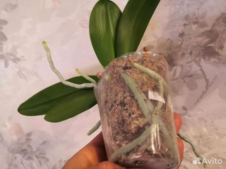 Фаленопсис мастерпис