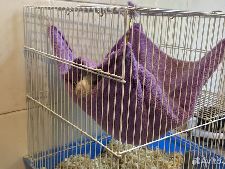 Крыса мальчик