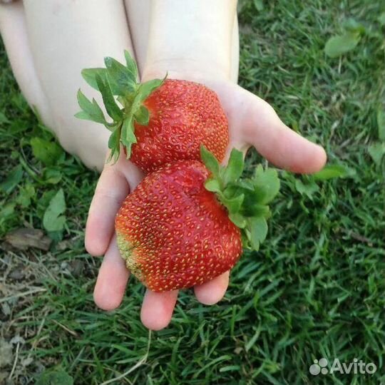 Клубника гигантелла