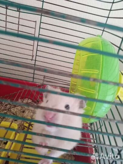 Сирийский хомяк бесплатно