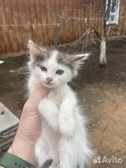 Отдам котят в хорошие руки