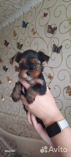 Йоркширский терьер мини беби фейс щенки