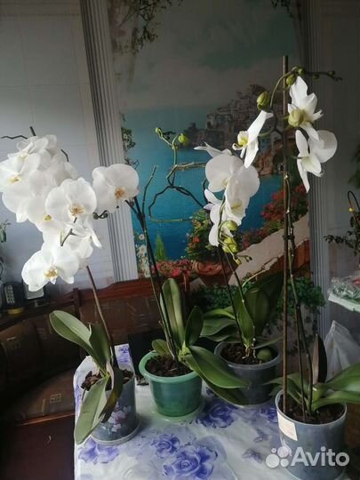 Орхидея