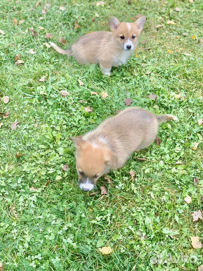 Вельш корги пемброк мальчики и девочки