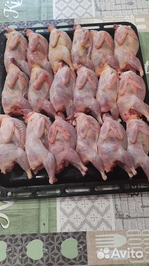 Техасский перепел