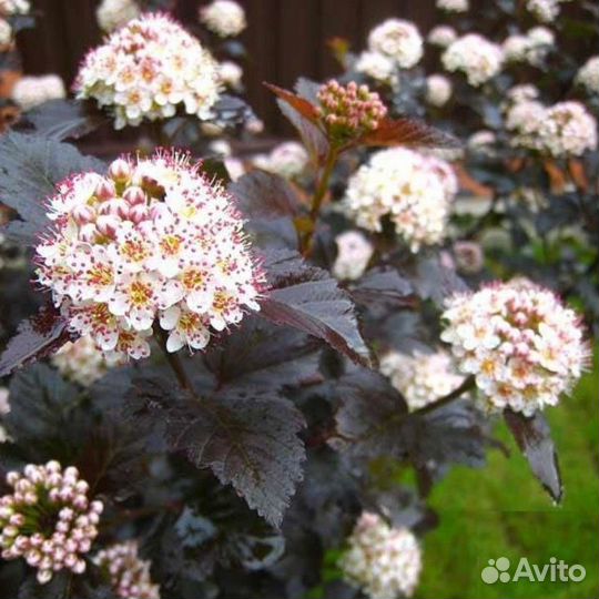 Пузыреплодник