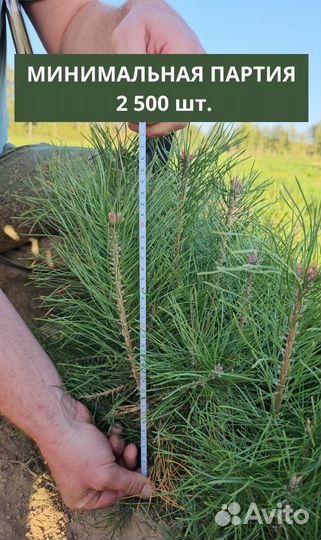 Сеянцы сосны окс от производителя