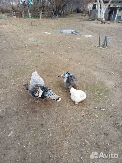 Индюшачие яйца