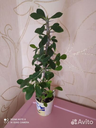 Молочай Миля