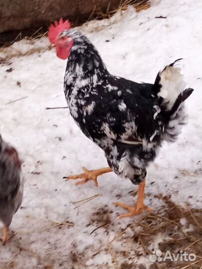 Молодые петухи