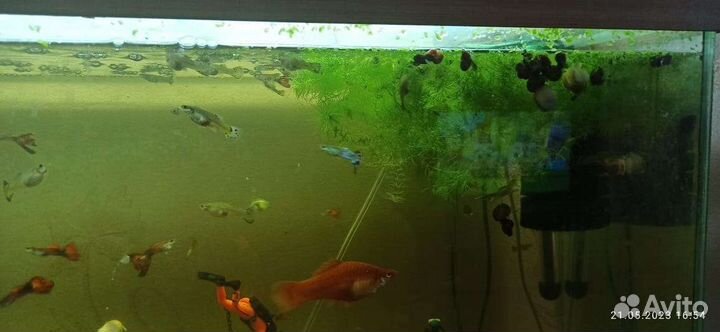 Рыбки гуппи