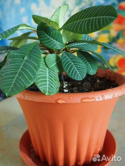 Комнатные цветы