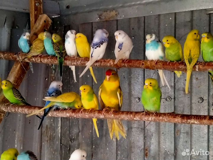 Попугаи волнистые,кореллы, амадины, какарики