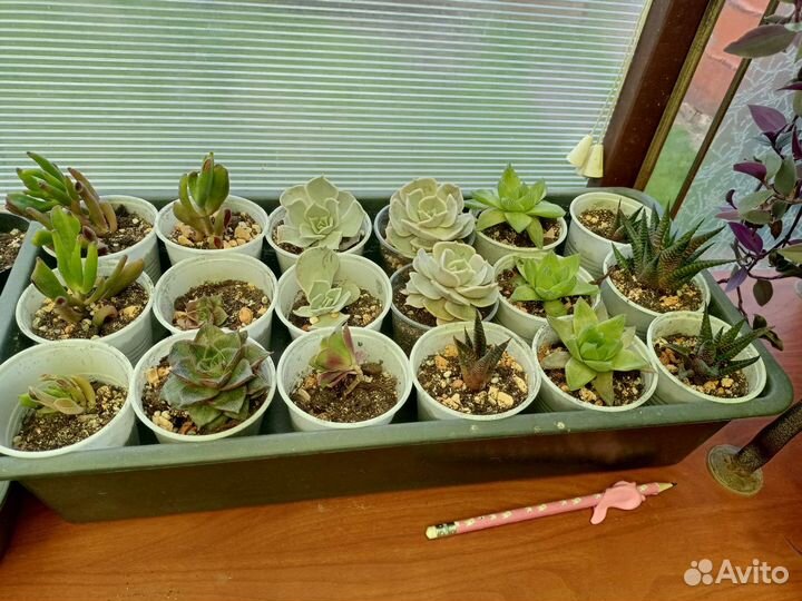 Суккуленты