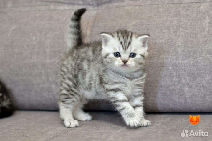 Шотландские котята, Вискас