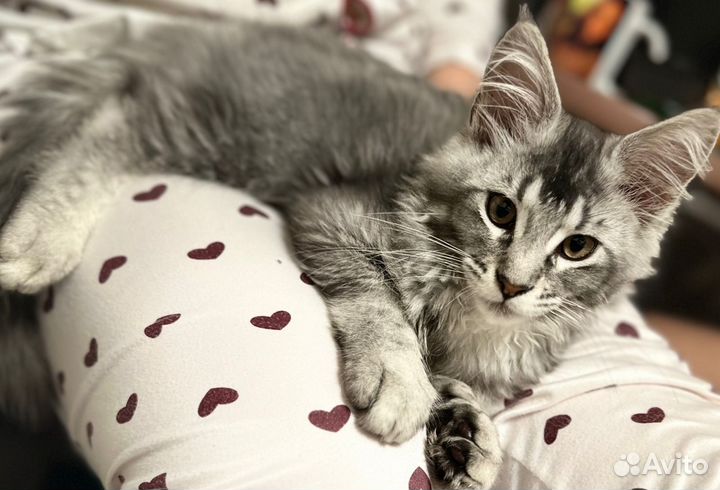 Котята мейн-кун