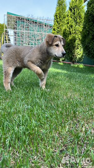Щенок (девочка)в добрые руки