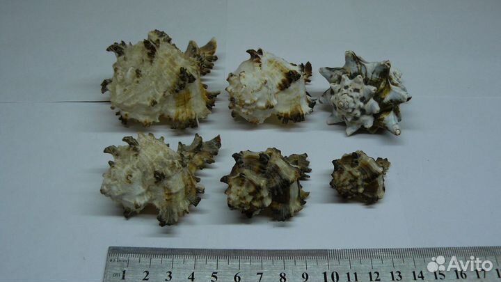 Морские ракушки (декор)