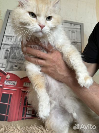 Персидский кот