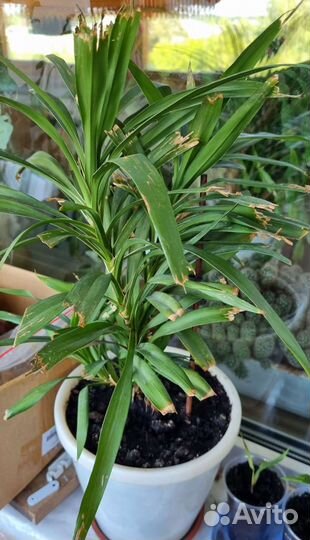 Цветы домашние