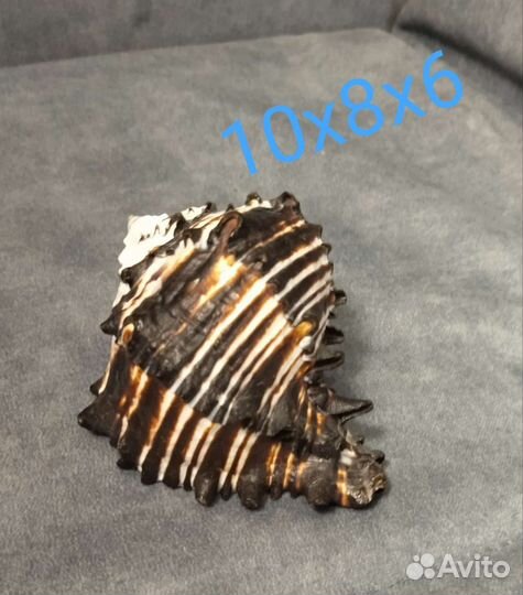 Ракушка морская средняя