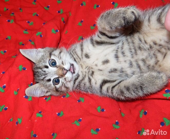 Красивый котенок шотландец, девочка в хорошие руки