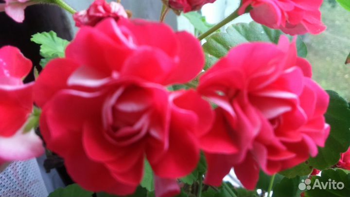 Герань розебудная белая/розовая/красная(7растений)