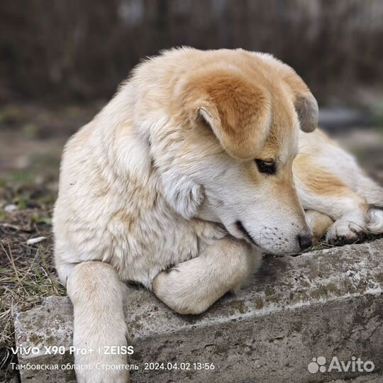 Щенок подросток Малыш в поисках дома