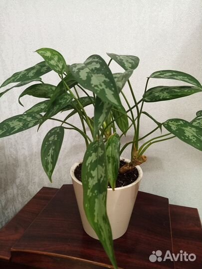 Аглаонема Мария