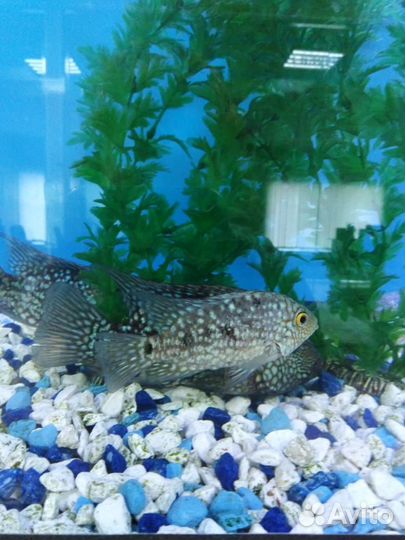 Бриллиантовая цихлазома, Чернополосая цихлазома