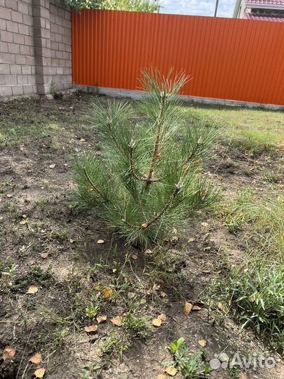 Сосна обыкновенная