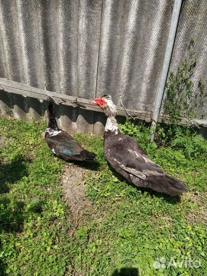 Мускусные утки