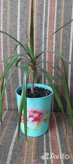 Пальма драцена