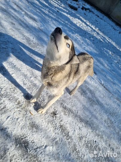 Собака в добрые руки отдам бесплатно