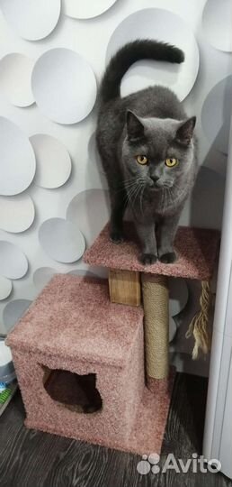 Шотландский кот