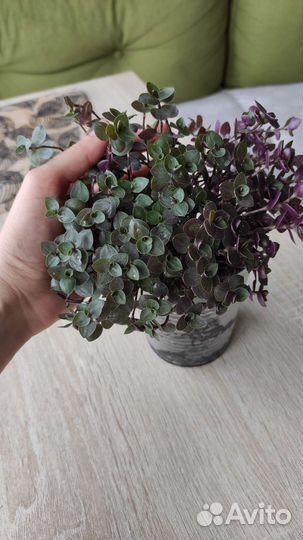 Каллизия ползучая