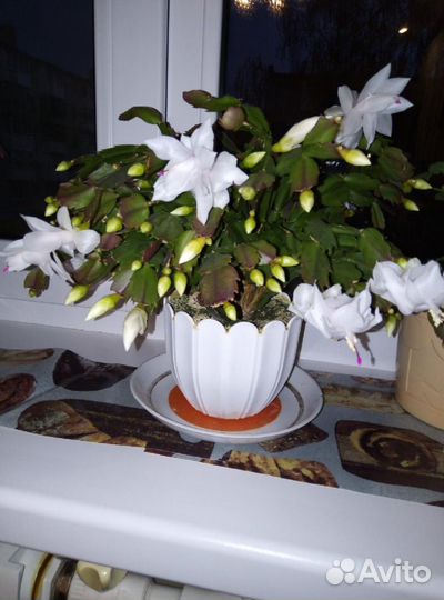 Декабрист шлюмбергера