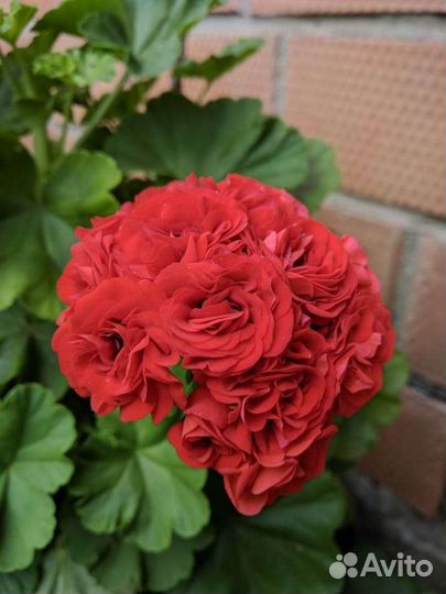 Пеларгония зональная (герань) - взрослые кусты