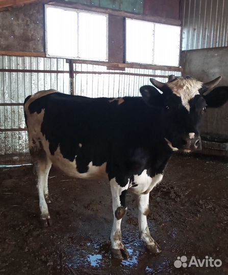 Тёлка стельная