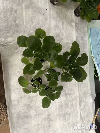 Фиалки детки набор