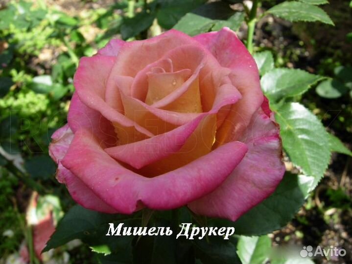 Саженцы чайно-гибридных роз