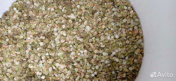 Семена пастернака