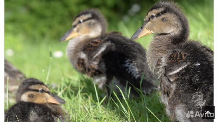 Гуси, гусята и утята дикой утки