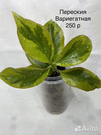 Переския годсефа